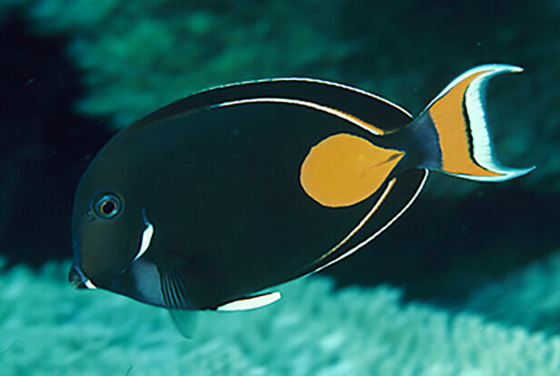 Achilles Tang with orange tail marking