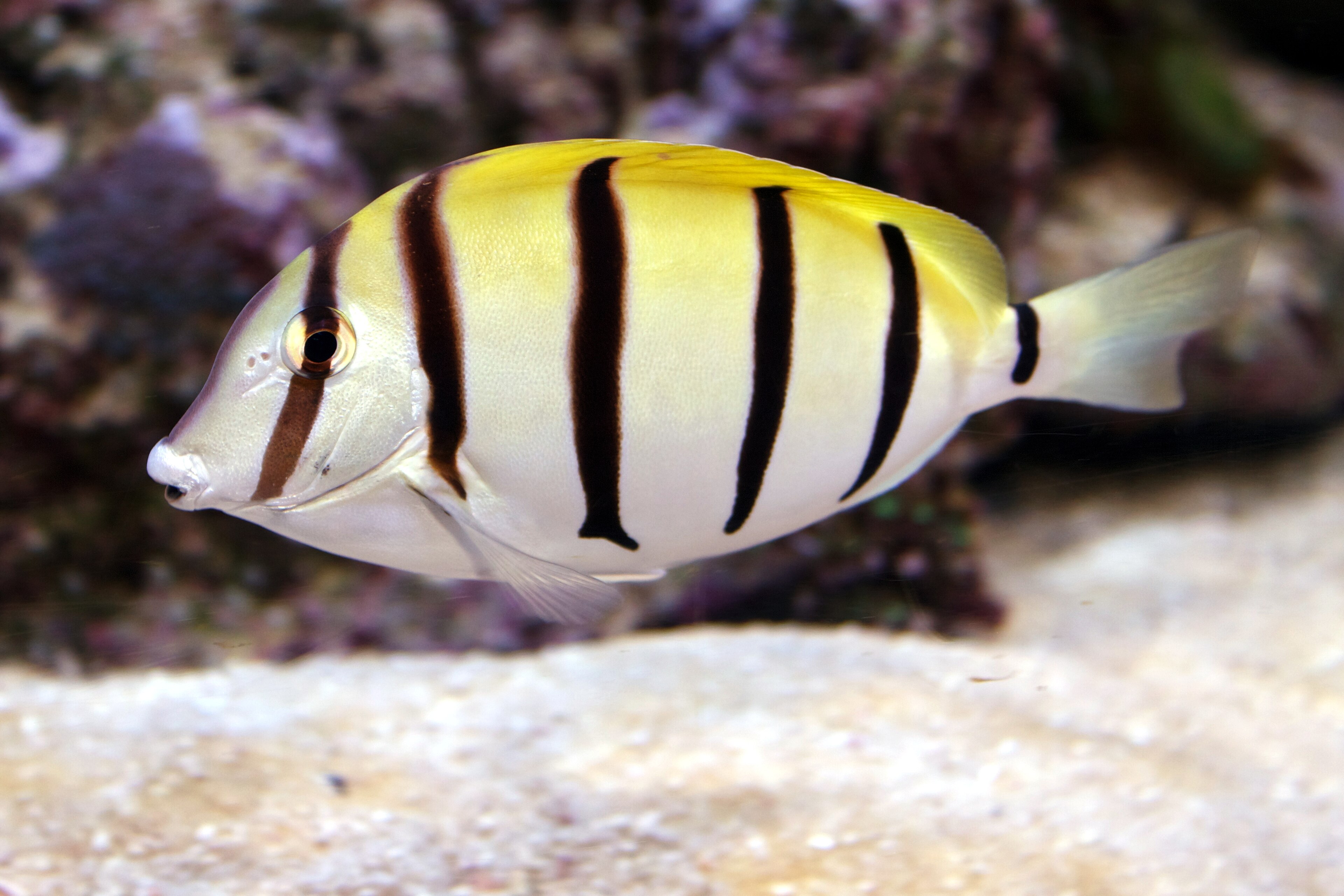 Convict Tang with black vertical stripes