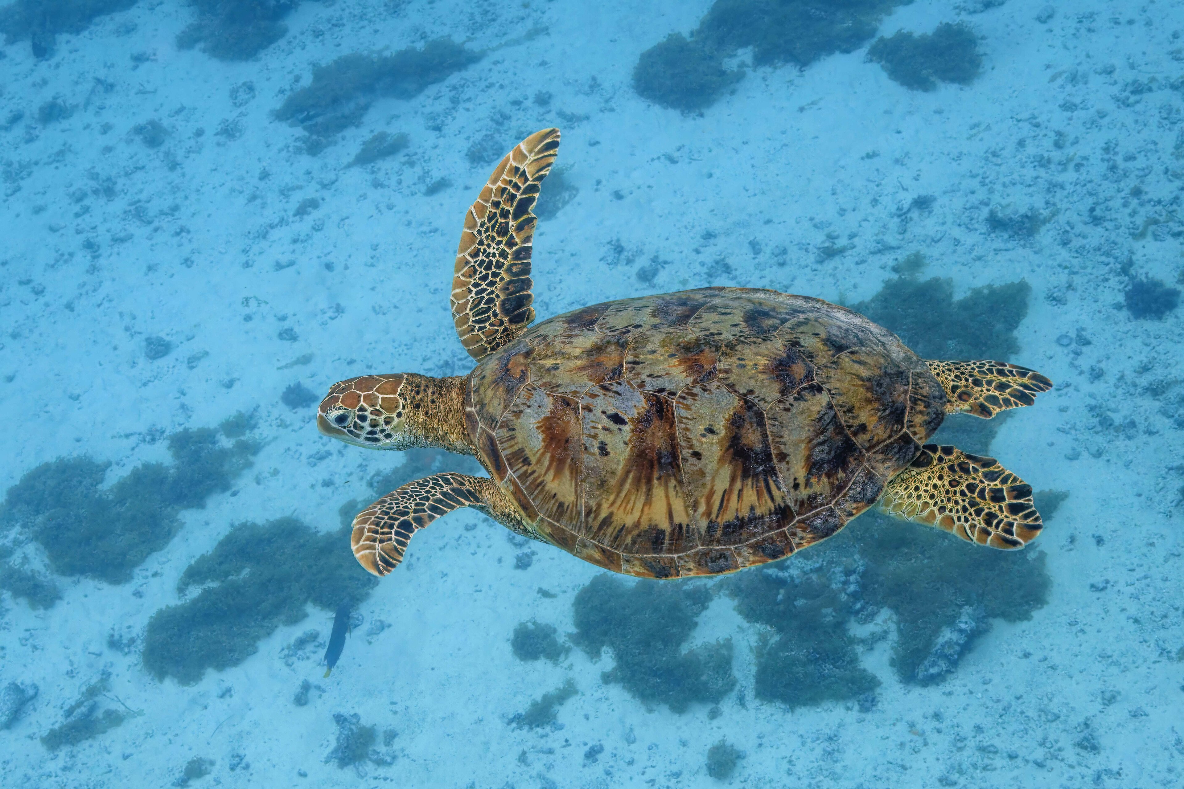 Green Sea Turtle swimming underwater