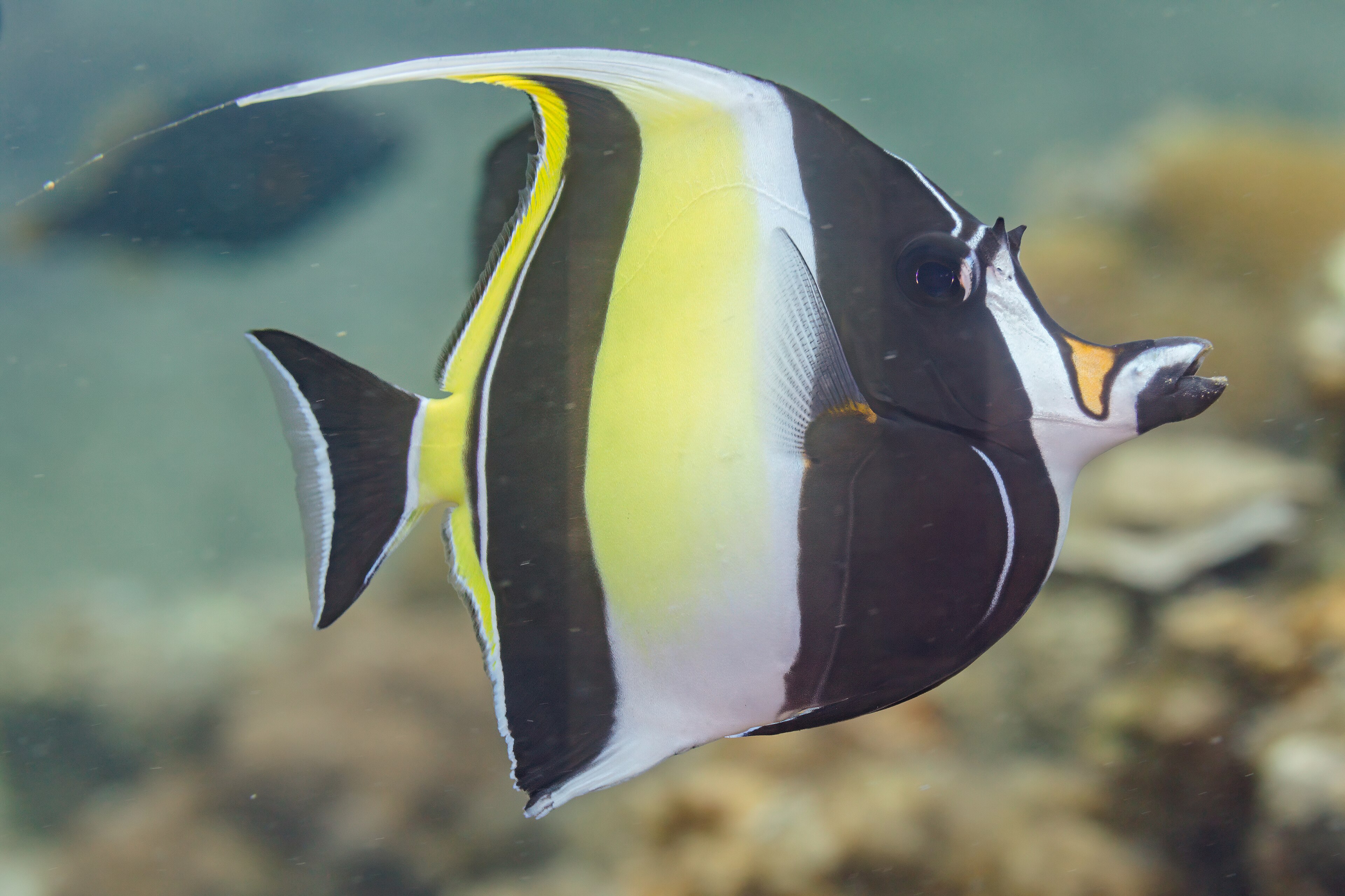 Moorish Idol with distinctive black and yellow stripes
