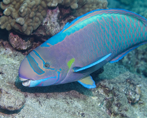 Colorful Parrotfish on a coral reef