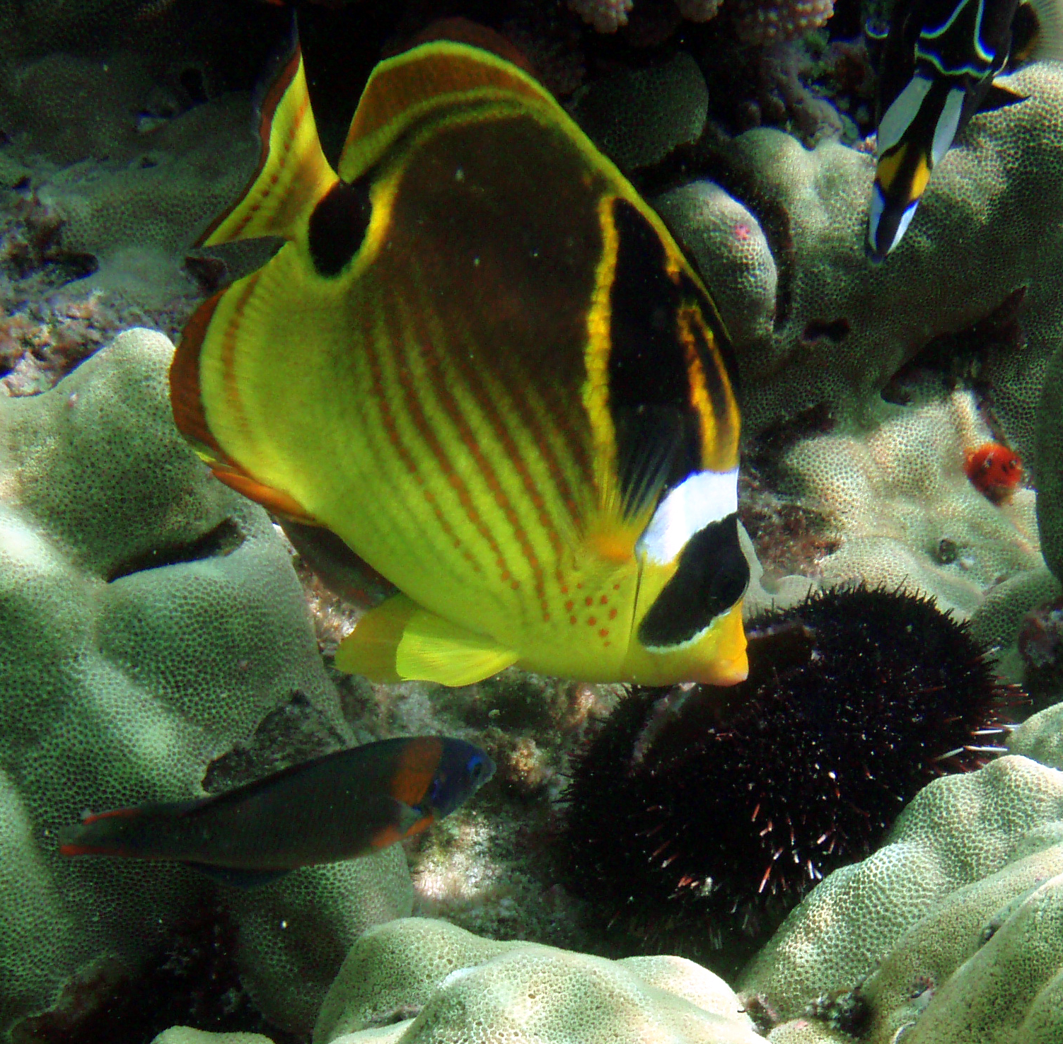 Raccoon Butterflyfish swimming on a reef