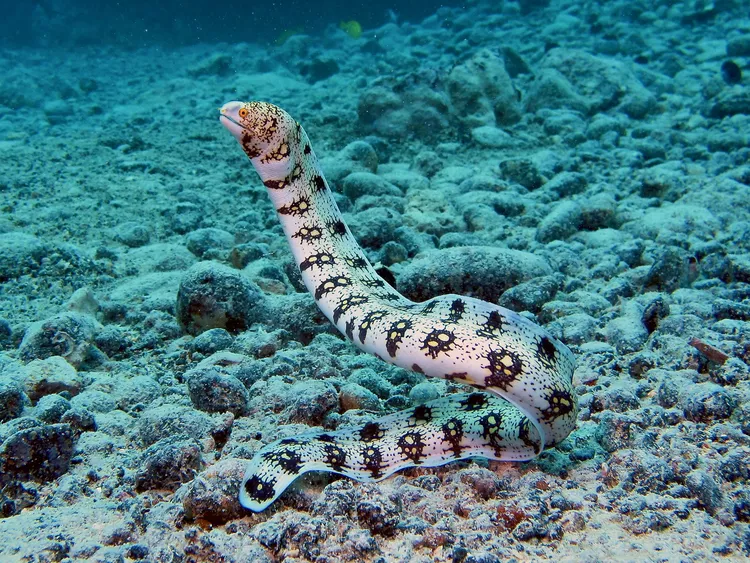 Snowflake Moray Eel peeking from coral