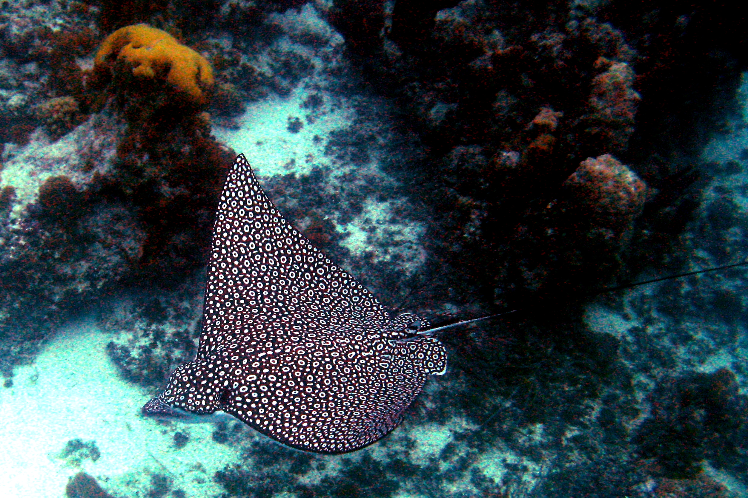 Spotted Eagle Ray gliding through water