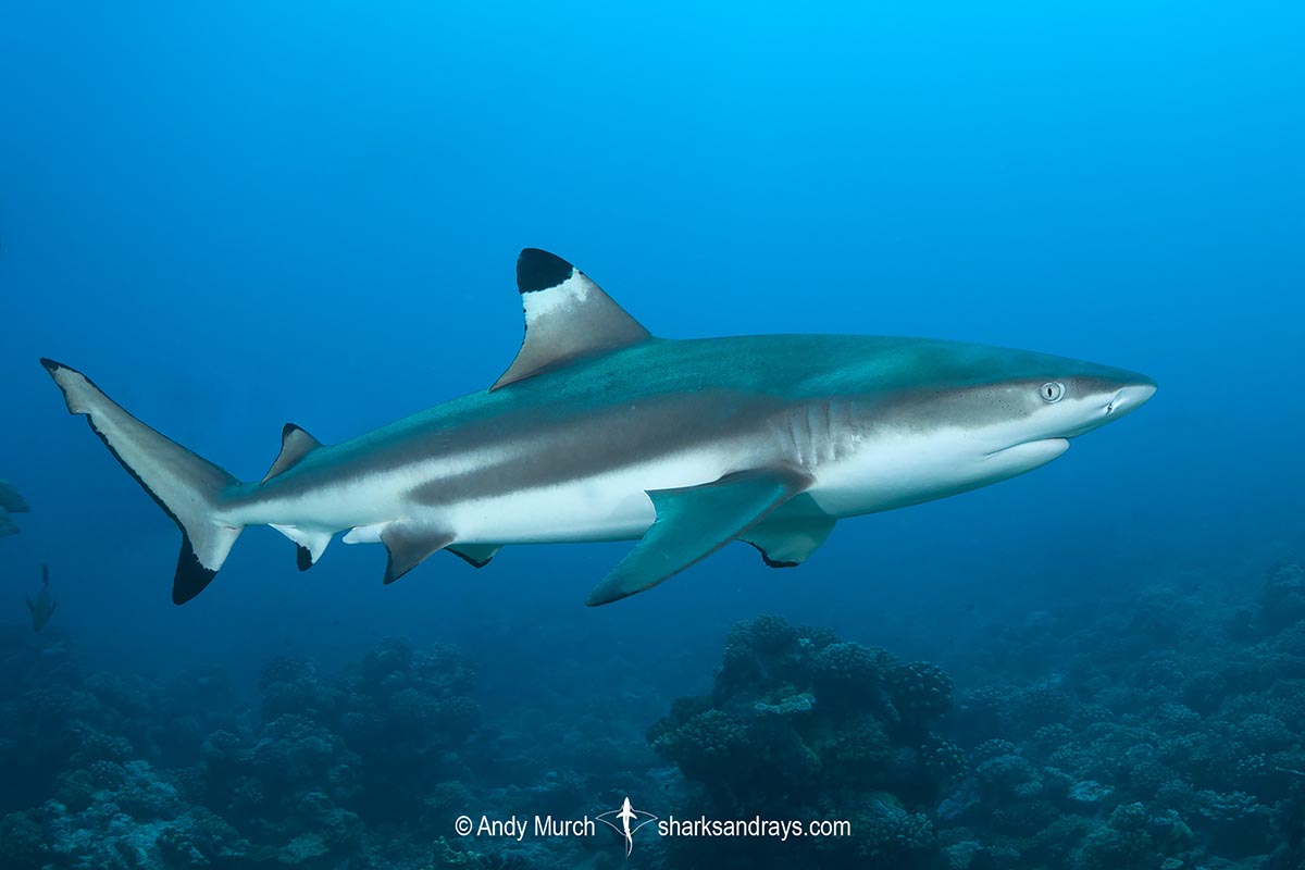 Blacktip reef shark cruising over a sandy channel on the Great Barrier Reef