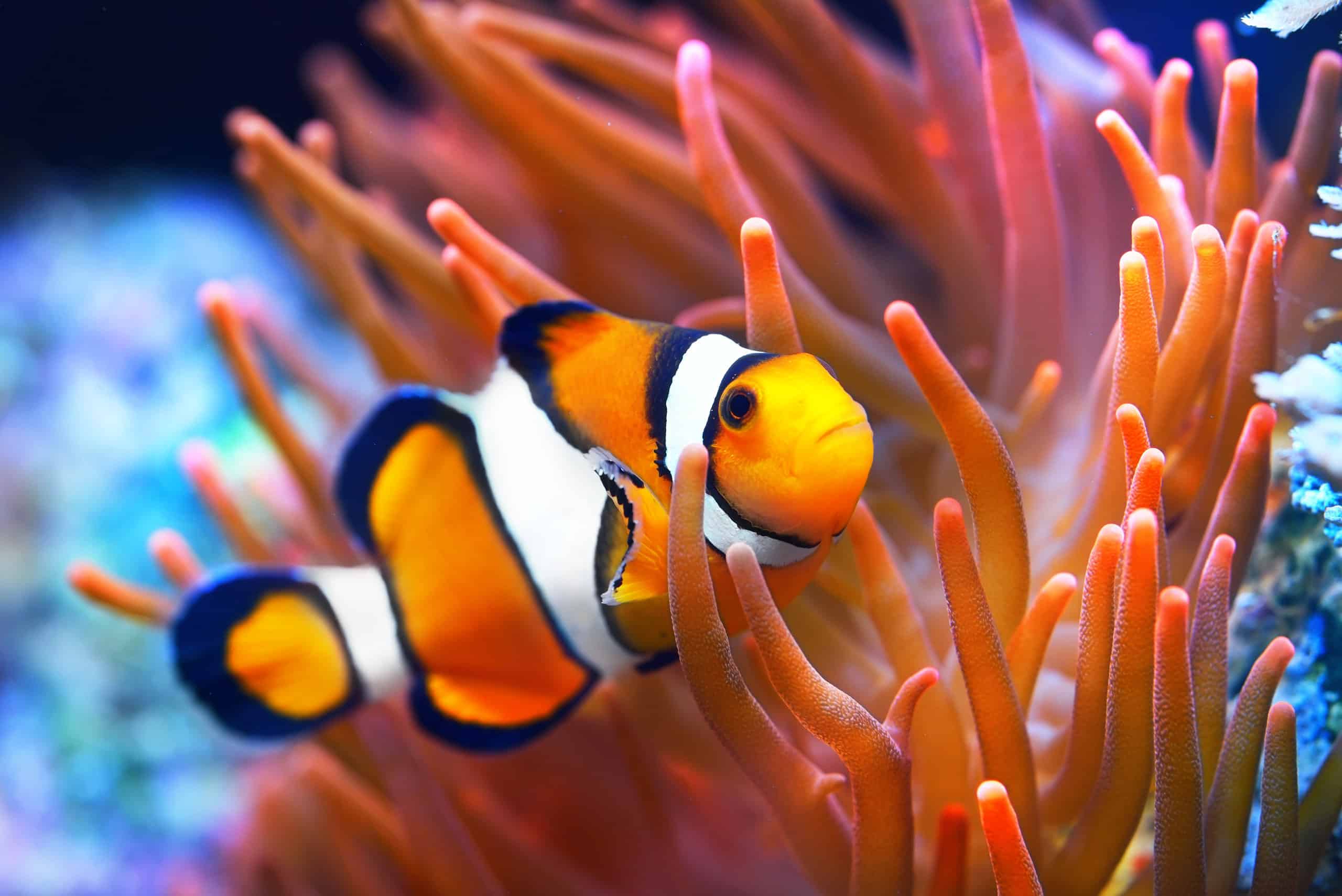 Clownfish nestled in a sea anemone on the Great Barrier Reef