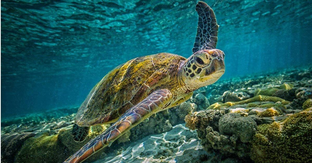 Green sea turtle gliding over coral on the Great Barrier Reef