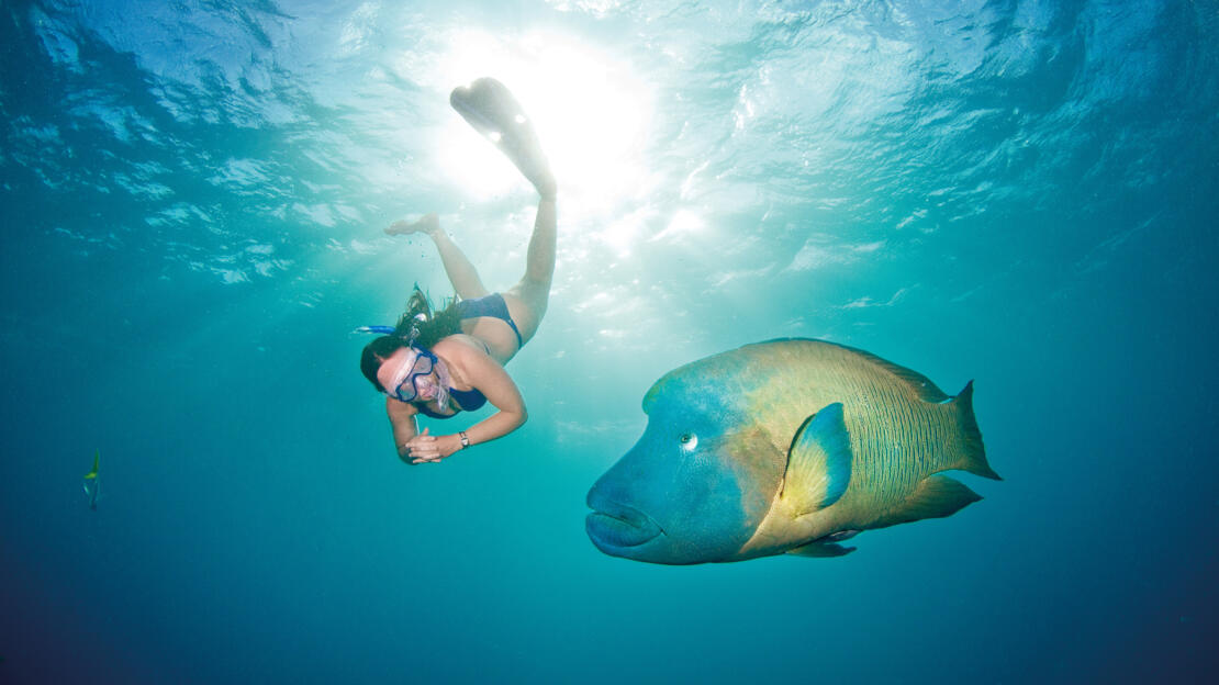 Large Maori Wrasse approaching a snorkeler on the Great Barrier Reef