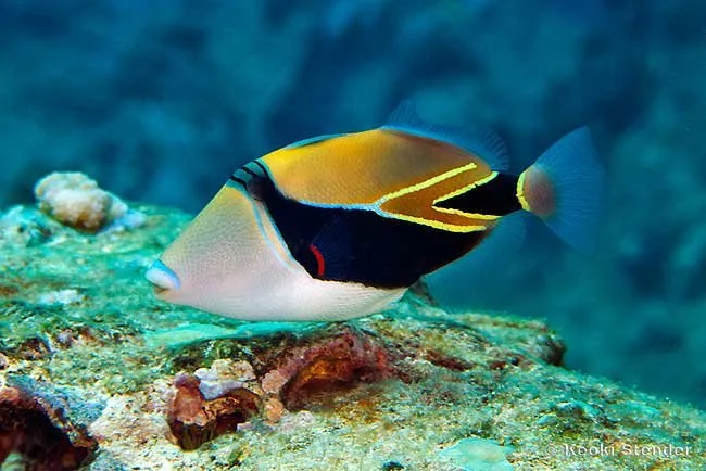 Reef Triggerfish swimming near coral
