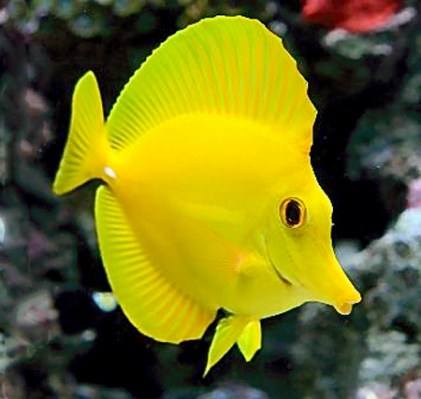 Yellow Tang fish on a reef